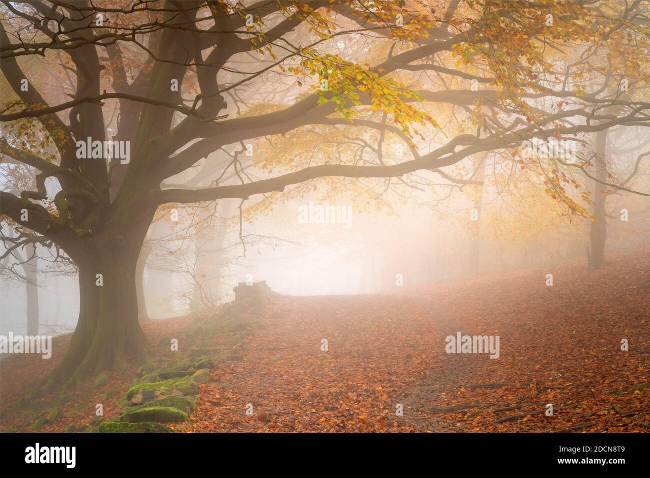 Una mattina d'autunno foggy su Otley Chevin come gli alberi antichi del Parco della Foresta forma un tunnel naturale sopra il sentiero foglia strisciato. Foto Stock