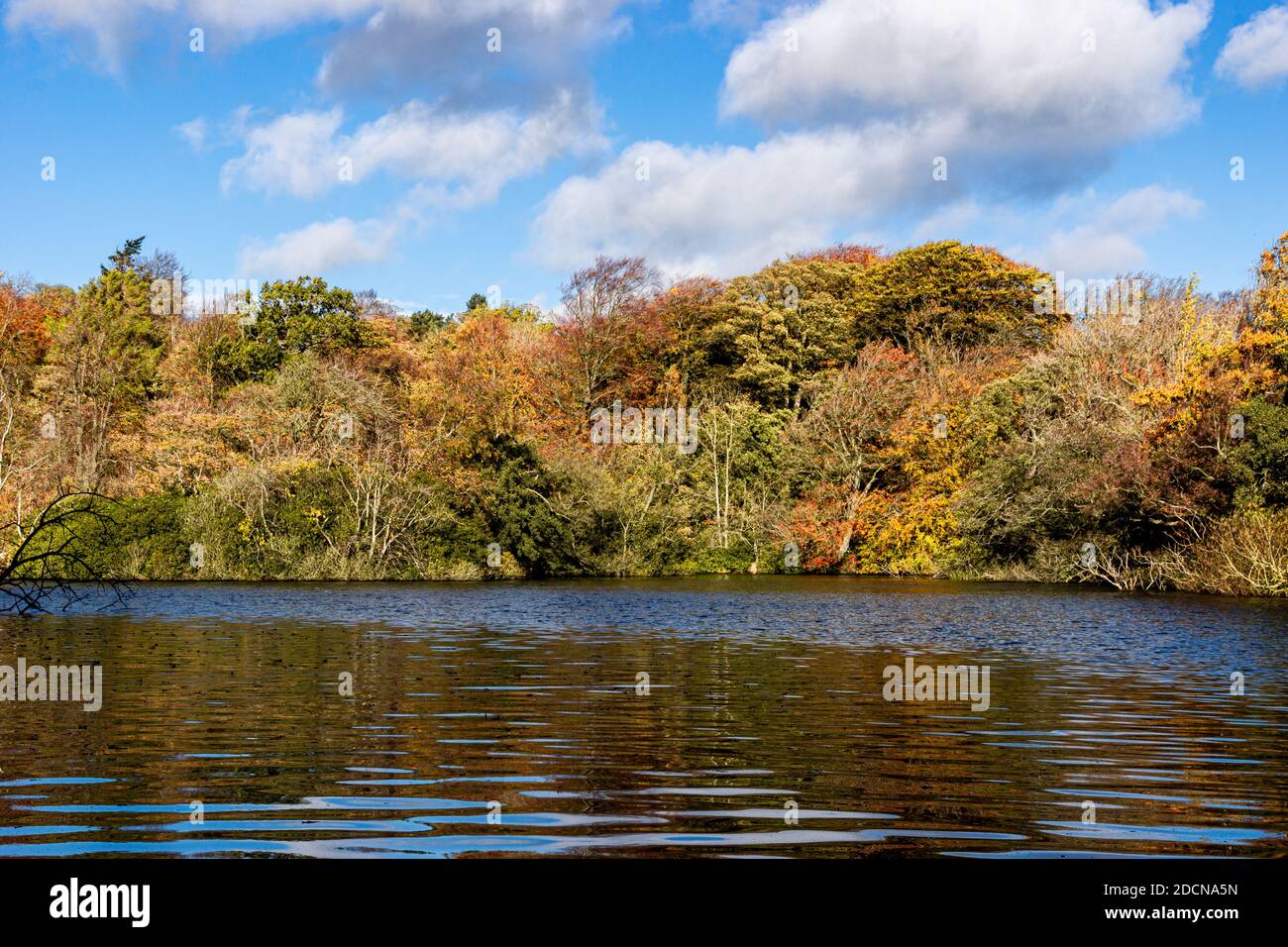 Colori autunnali sugli alberi che circondano un lago. Foto Stock