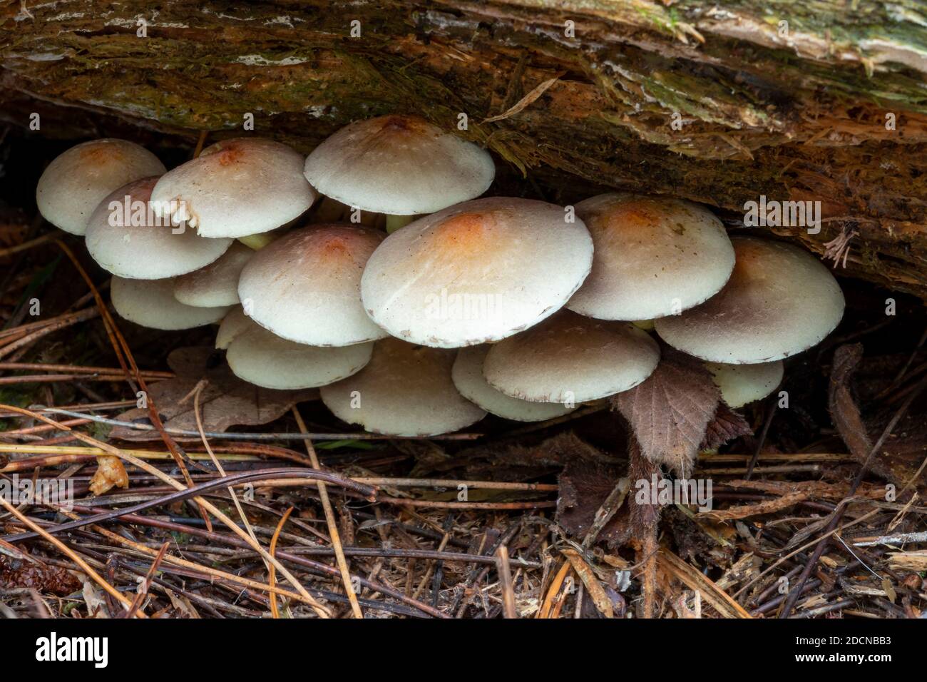 Sulphur Head Mushroom, Suffolk Woodland, Regno Unito Foto Stock