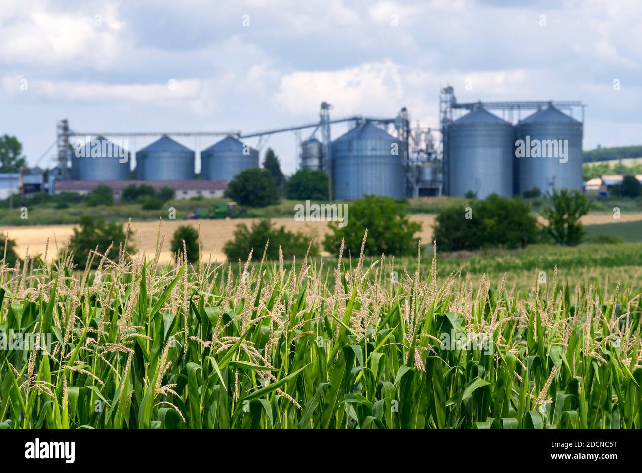 Sili sfocati in un terreno agricolo. Foto Stock