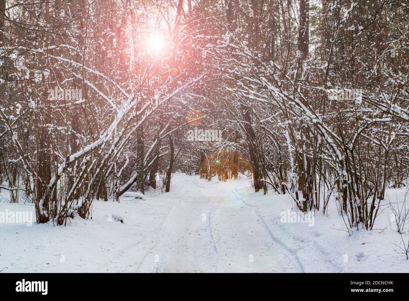 Sentiero soleggiato nel parco invernale. Scenario invernale soleggiato Foto Stock