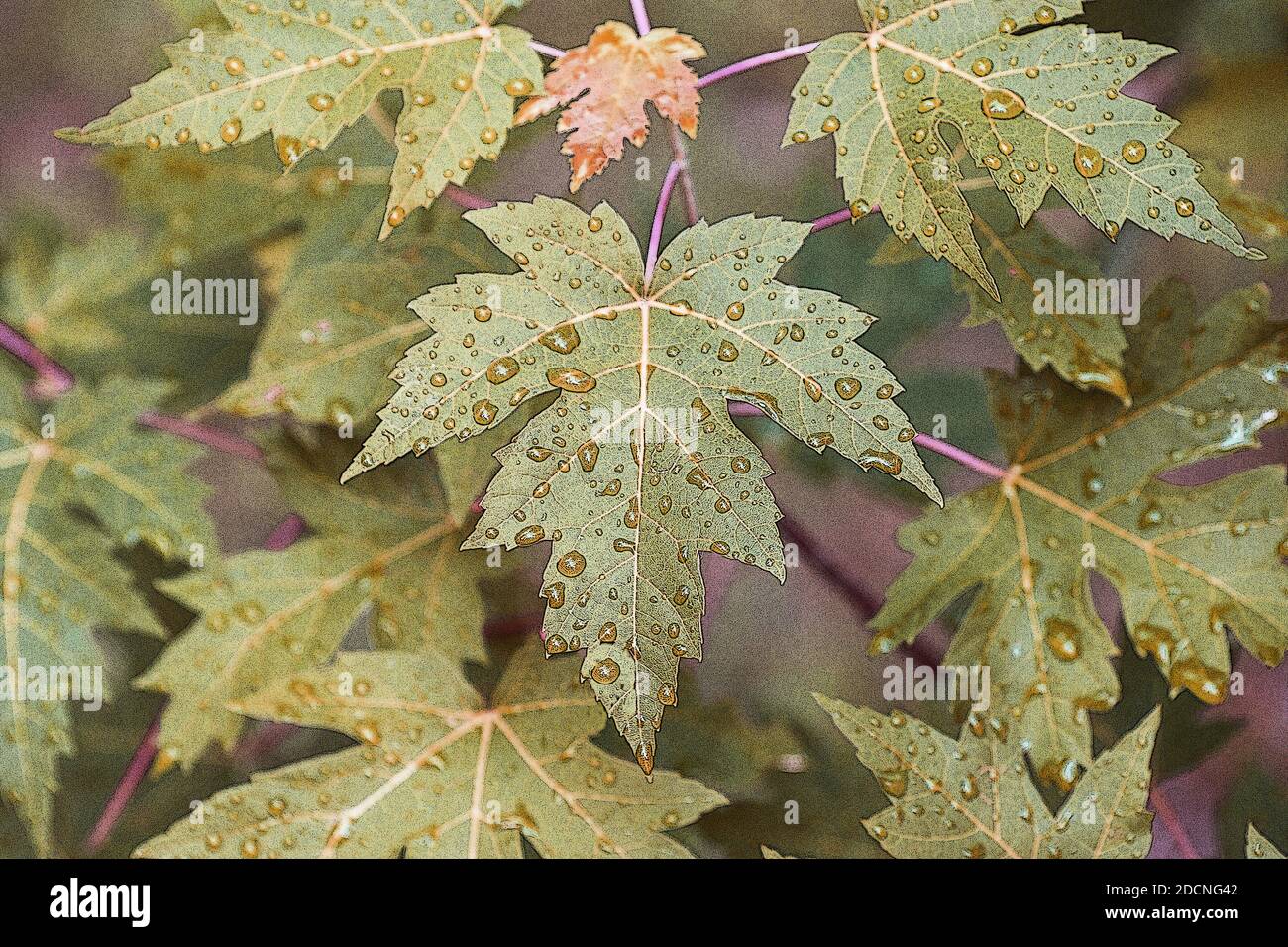 Giapponese di foglie di acero Foto Stock