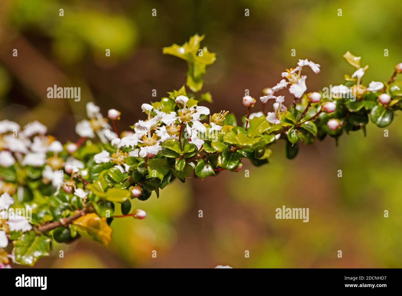 Miniatura Holly piante in fiore Foto Stock