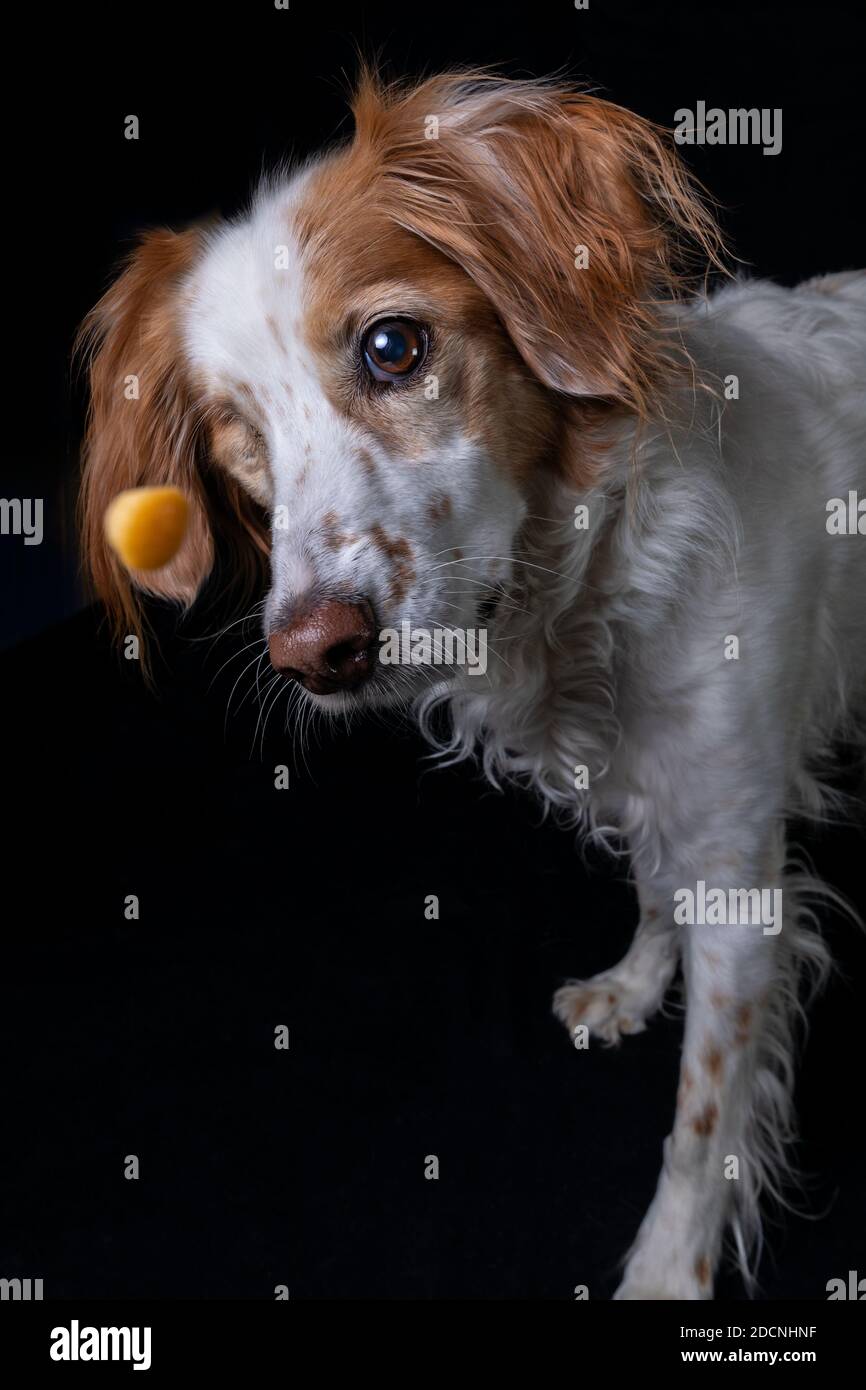 Studio ritratto di uno spagnolo bretone bianco e arancione con un occhio focalizzato sulla cattura di una sorpresa. Foto Stock