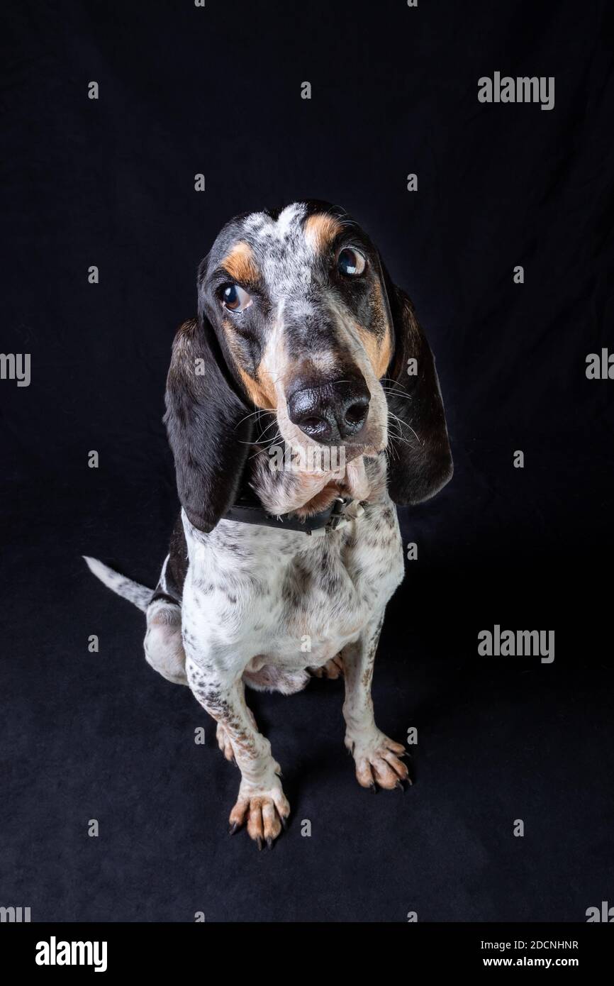 Ritratto a corpo pieno grandangolare di un reggio Ariegeois seduto davanti a uno sfondo nero che guarda lateralmente con occhi ampi. Foto Stock
