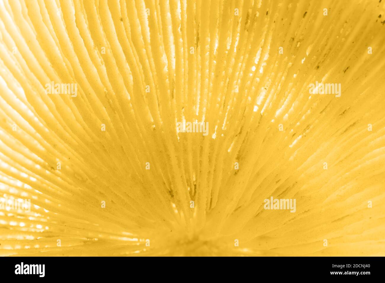 Sfondo astratto, nucleo corallino tonalità oro, colore dell'anno 2021: Oro fortuna Foto Stock