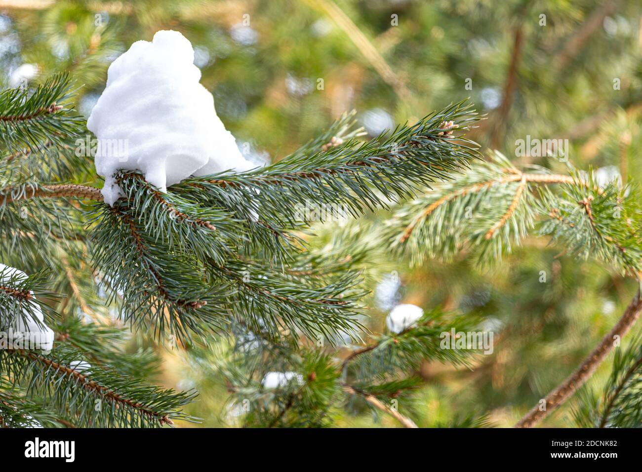 Rami di pino nella neve da vicino. Splendido sfondo verde naturale. Bosco di conifere in una soleggiata primavera o in una giornata invernale. Albero Evergreen. Bellezza in n Foto Stock