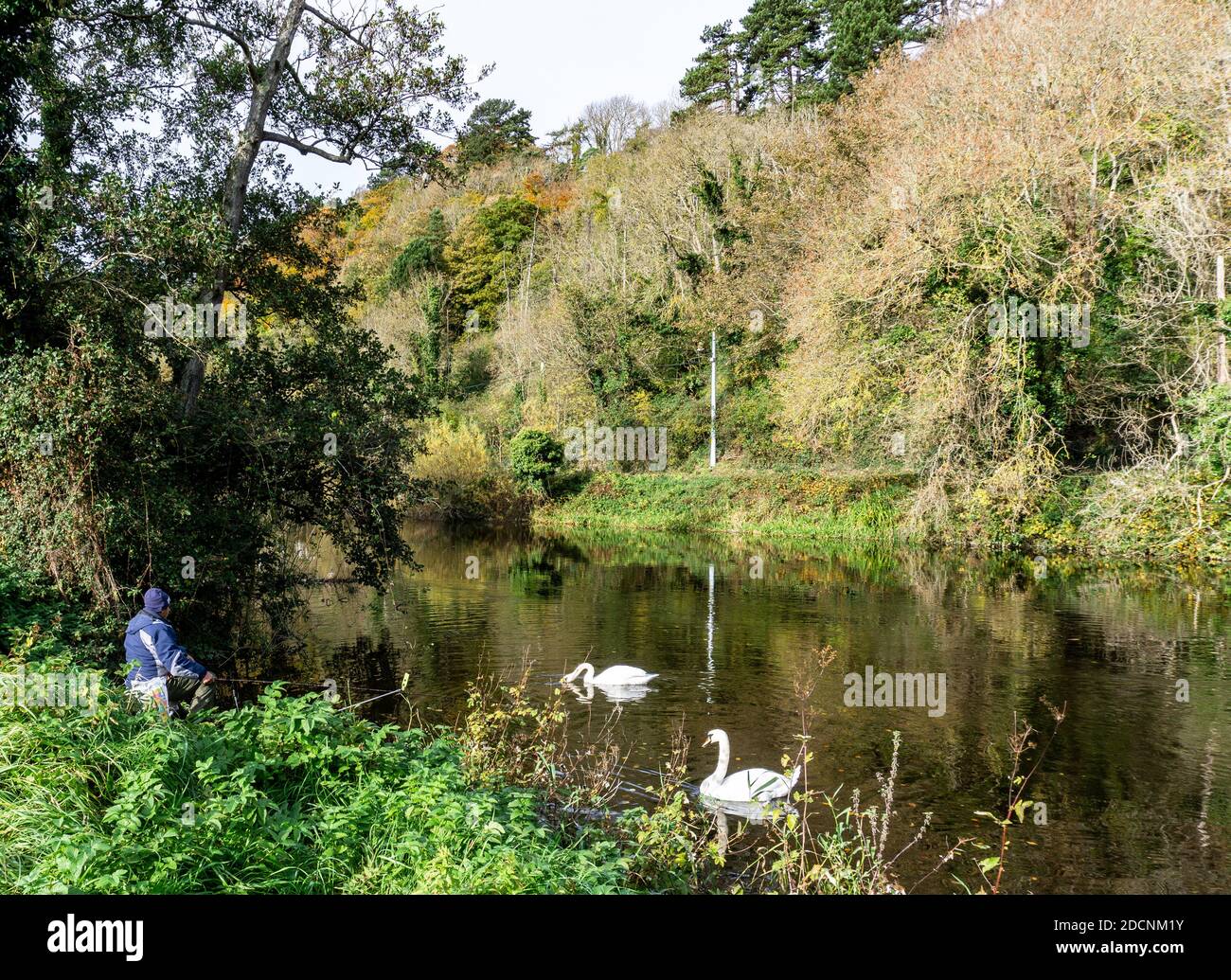 Un uomo che pesca sul fiume Liffey a Dublino, Irlanda, è Unito da due cigni. Foto Stock