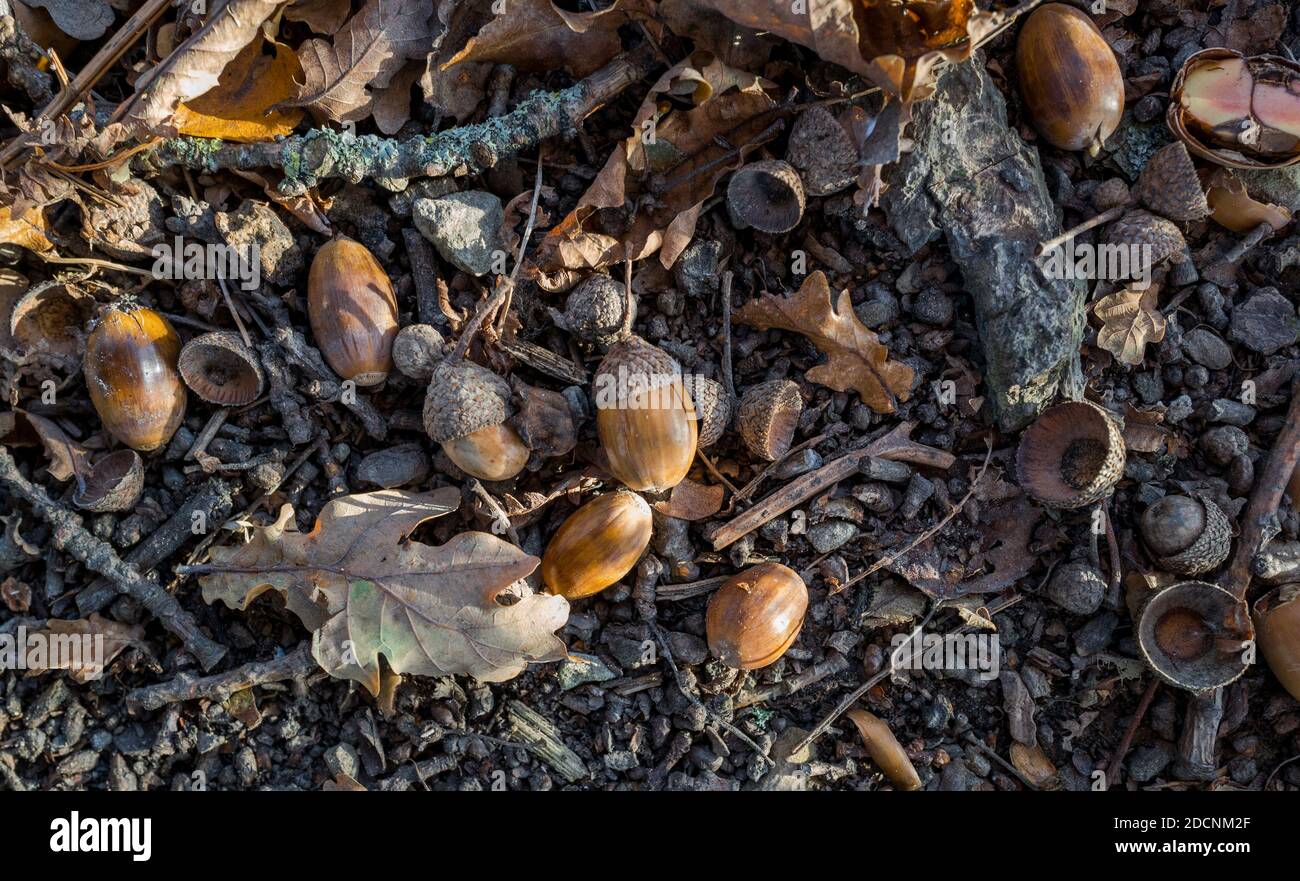 Ghiande cadute sul pavimento della foresta. Foto Stock