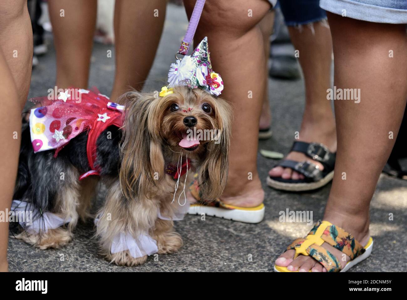 Americhe, Brasile – 15 febbraio 2020: Un cane vestito da fantasia partecipa alla festa del carnevale a Tijuca, nella zona Nord di Rio de Janeiro. Foto Stock