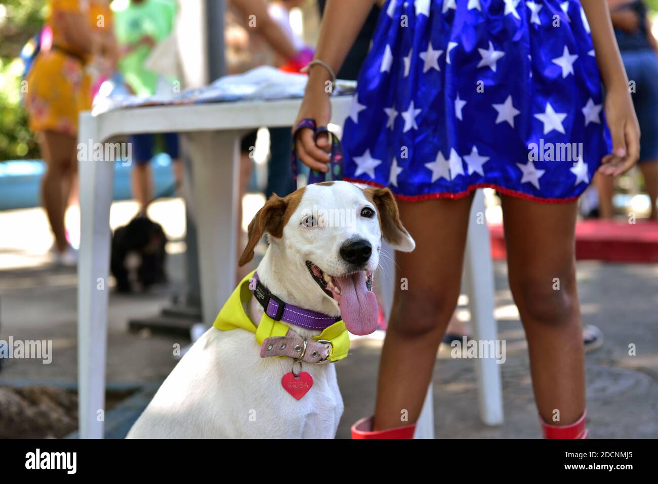 Brasile – 15 febbraio 2020: Cane che tira fuori la lingua. Il cane in costume entra nello spirito di Carnevale durante la festa annuale degli animali domestici che si tiene a Rio de Janeiro. Foto Stock