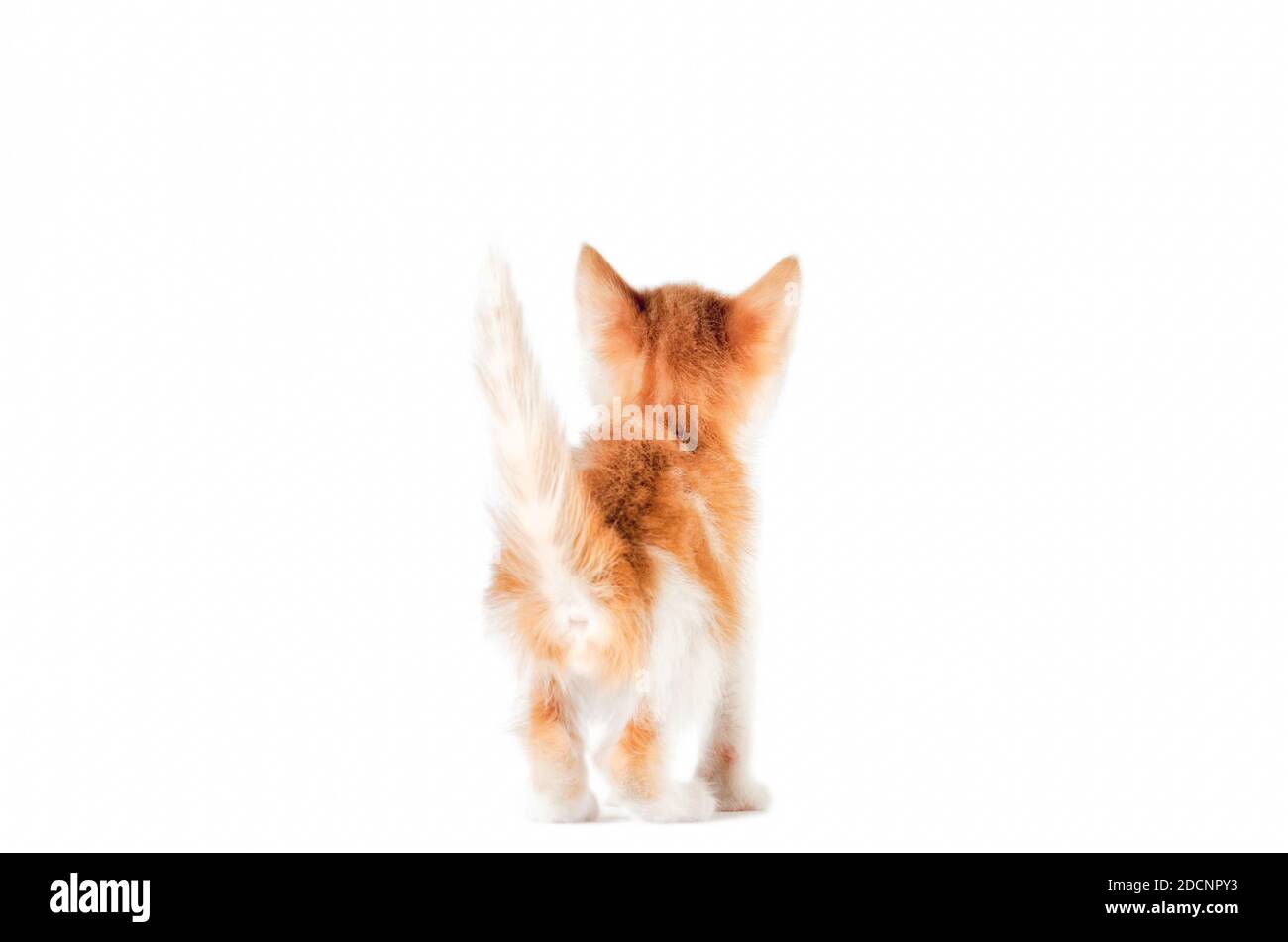 vista posteriore di un gattino con coda in su uno sfondo bianco Foto Stock vista posteriore di un gattino con coda in su uno sfondo bianco Foto Stock