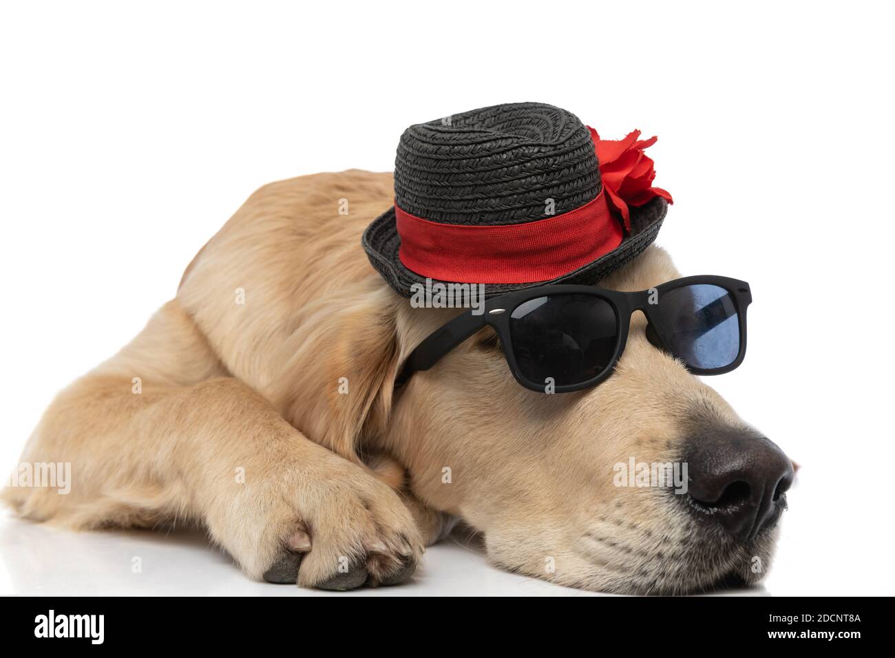 cool golden retriever cane sdraiato dondolo un paio di occhiali da sole e un cappello su sfondo bianco Foto Stock