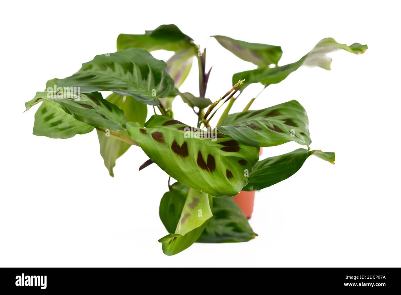 Pianta esotica 'Maranta Leuconeura Kerchoveana' in vaso di fiori isolato su sfondo bianco Foto Stock