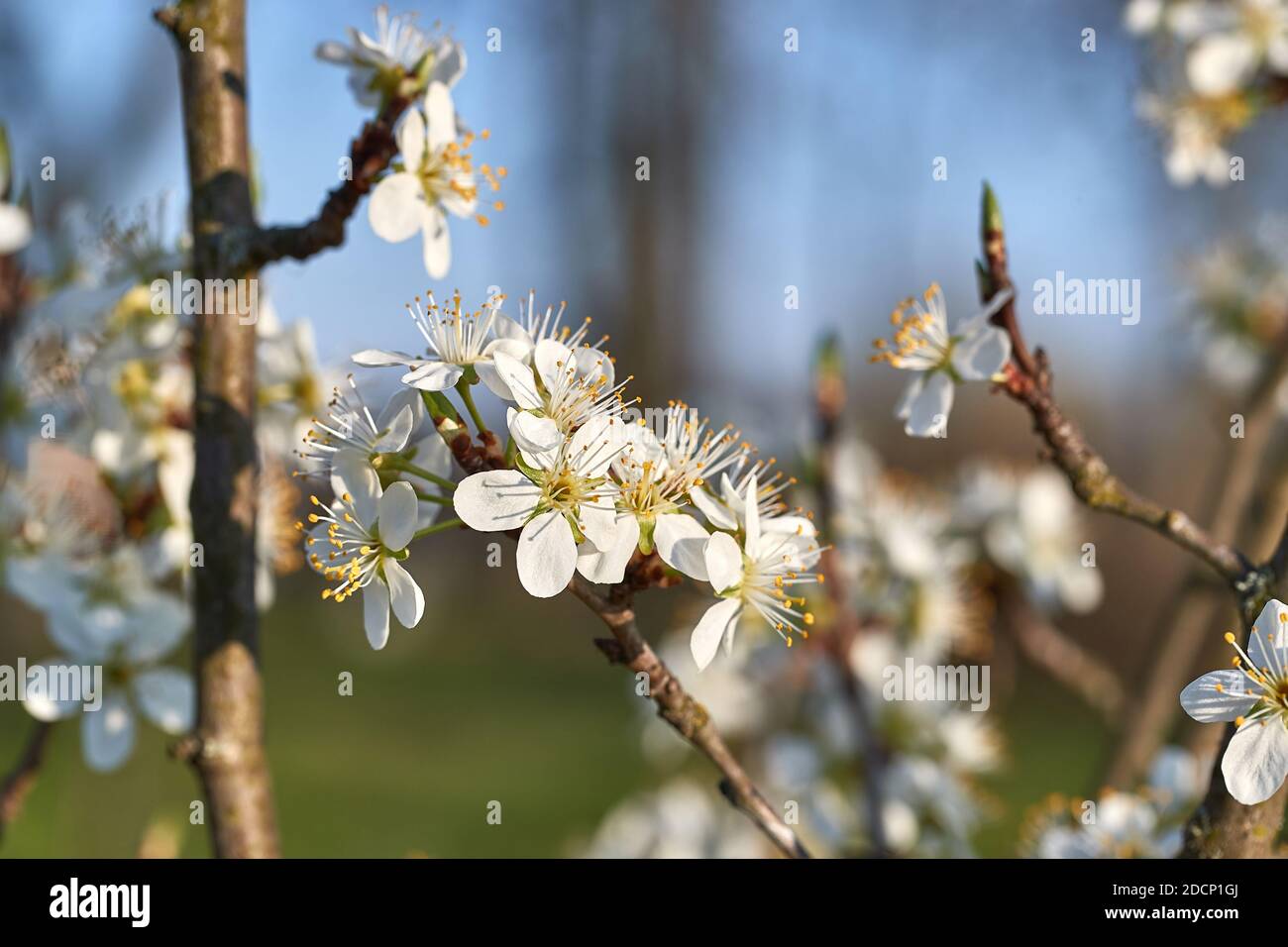 Molla fiore ramo albero Foto Stock
