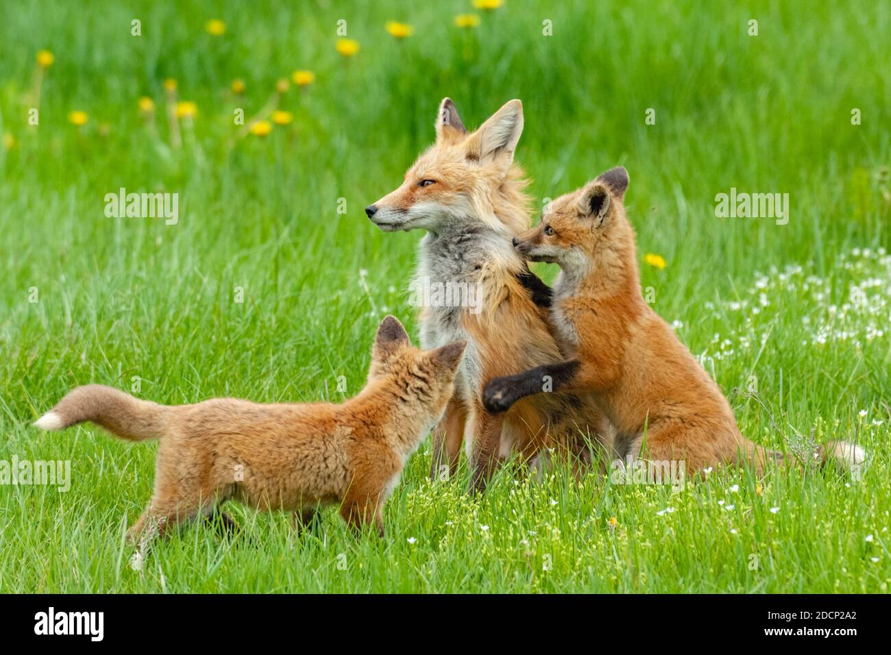 Red Fox (Vulpes vulpes) bambini che giocano con la madre. Grand Teton National Park, Wyoming, Stati Uniti. Foto Stock