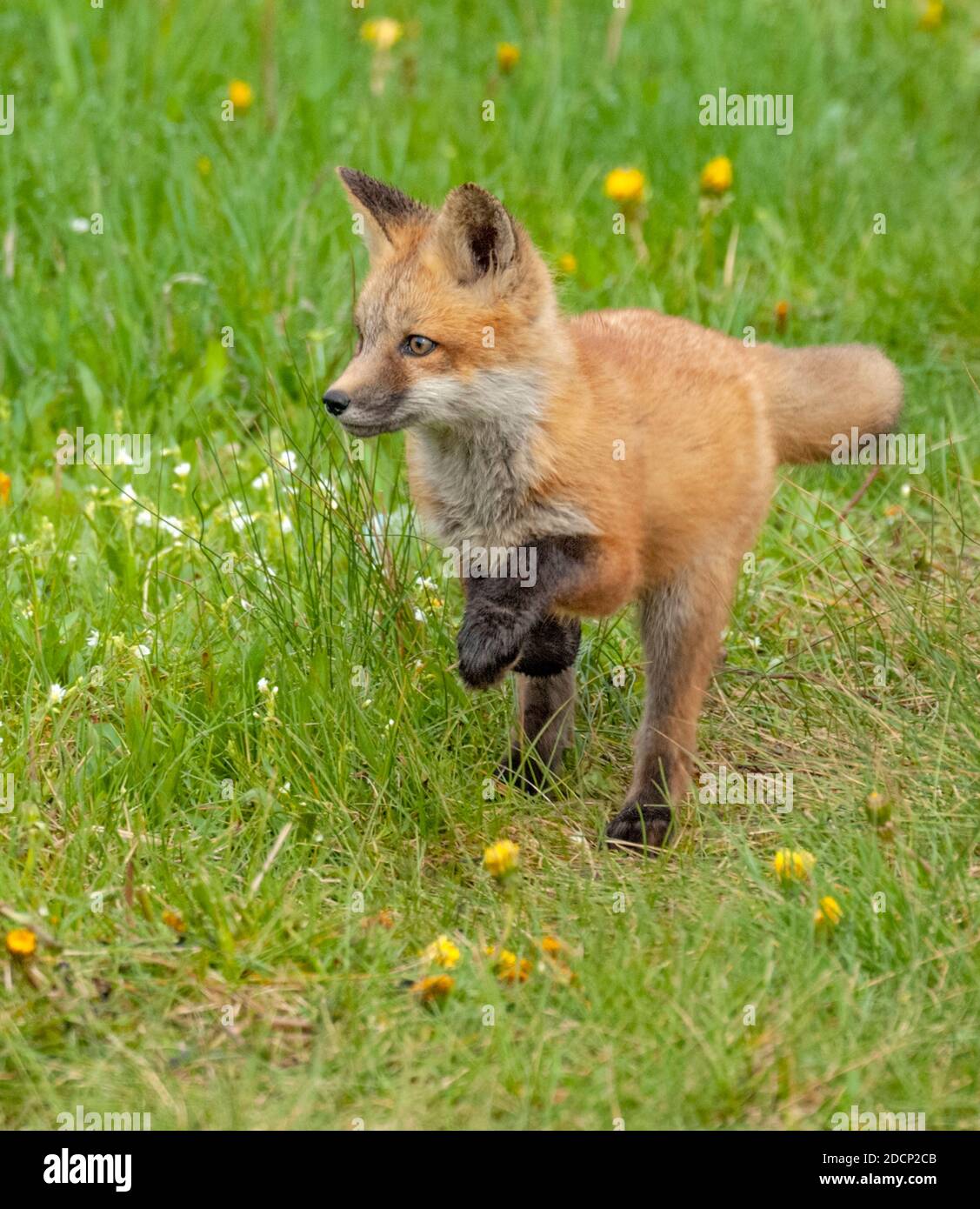 Kit Red Fox (Vulpes vulpes). Grand Teton National Park, Wyoming, Stati Uniti. Foto Stock