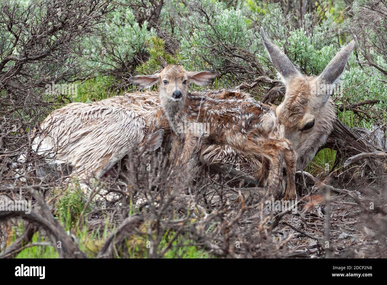 Mulo Deer (Odocoileo hemionus). Madre con neonati subito dopo la nascita. Parco nazionale di Yellowstone, Wyoming, Stati Uniti. Foto Stock