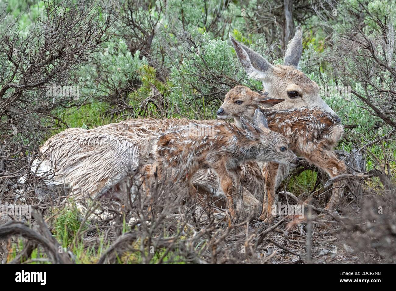 Mulo Deer (Odocoileo hemionus). Madre con neonati subito dopo la nascita. Parco nazionale di Yellowstone, Wyoming, Stati Uniti. Foto Stock