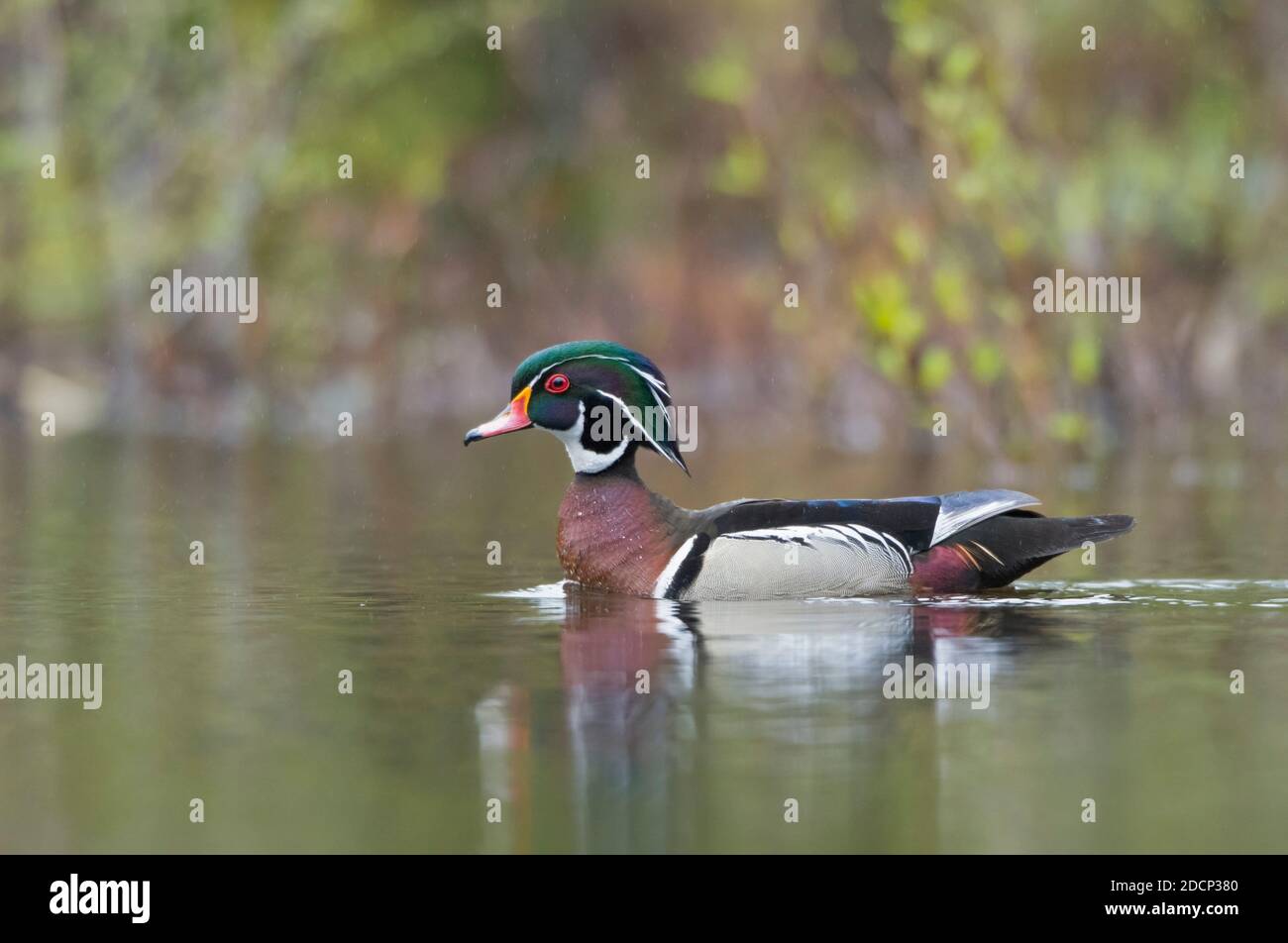 Anatra di legno (Aix sponsa). Maschi in allevamento piumaggio. Parco Nazionale di Acadia, Maine, Stati Uniti d'America. Foto Stock