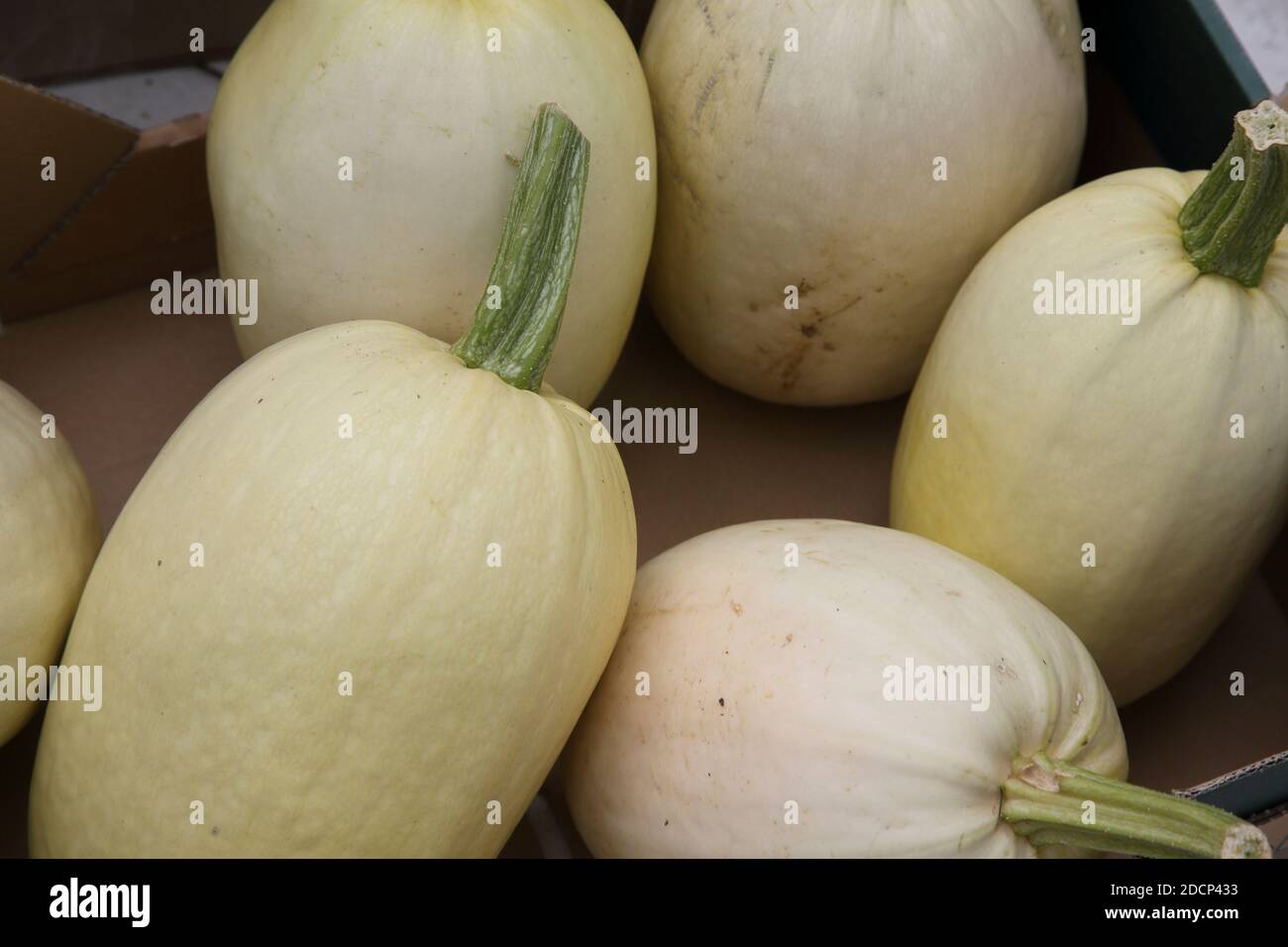 Ivory Spaghetti Squash Drying Foto Stock