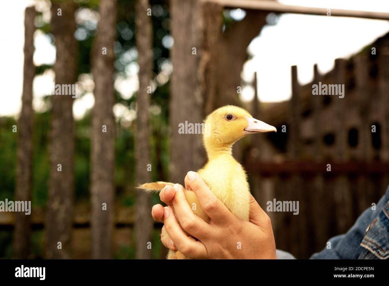 Anatra piccola in mani alare di becco d'oca Foto Stock