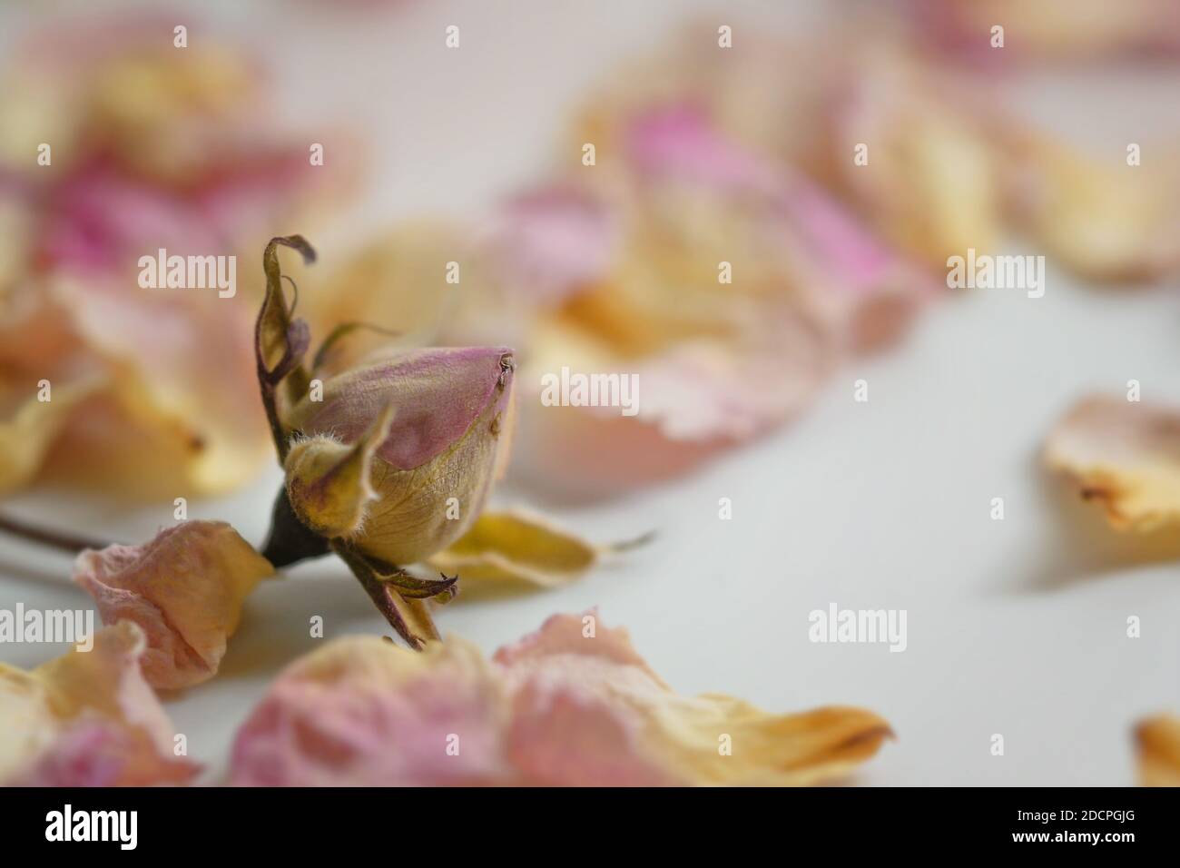 Germoglio di rosa appassito caduto tra petali secchi in rosa e giallo su un tavolo bianco, primo piano con spazio di copia, fuoco selezionato, profondità di campo molto stretta Foto Stock