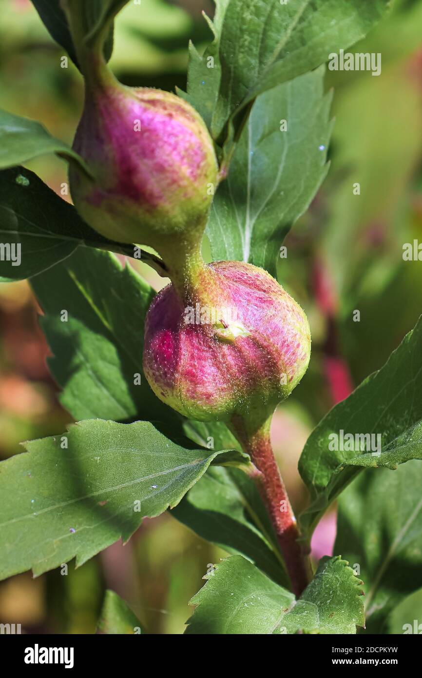 Macro di sfere di insetto su un gambo di pianta Foto Stock