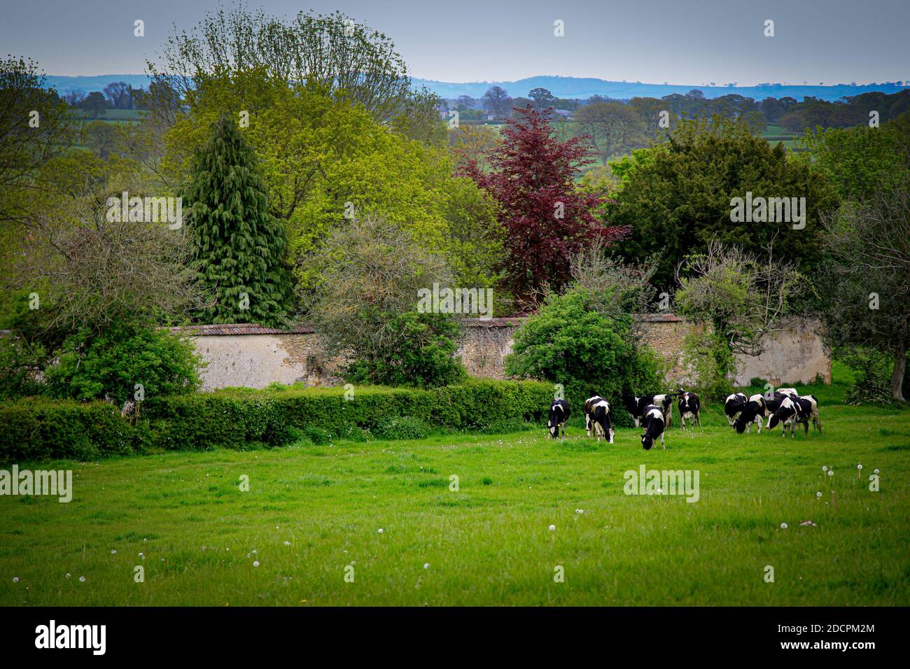Vista bucolica delle mucche di Holstein che pascolano in un pascolo verde con un vecchio muro e lussureggianti alberi verdi con vista sulla campagna inglese nella contea di Somerset, Regno Unito Foto Stock