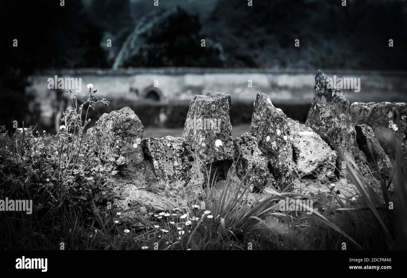 Primo piano di vecchie pareti in pietra a secco con pietre preziose coperte di lichene e circondate da fiori selvatici e siepi, nella contea di Somerset, Inghilterra, Regno Unito, B&W. Foto Stock