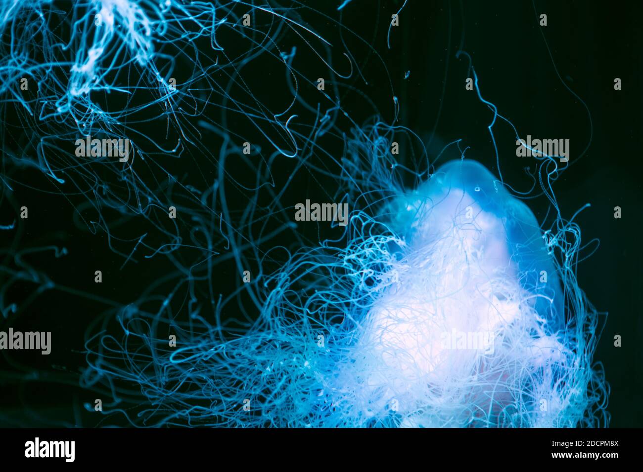 Meduse di cristallo in acqua scura . Rilassante vista subacquea Foto Stock