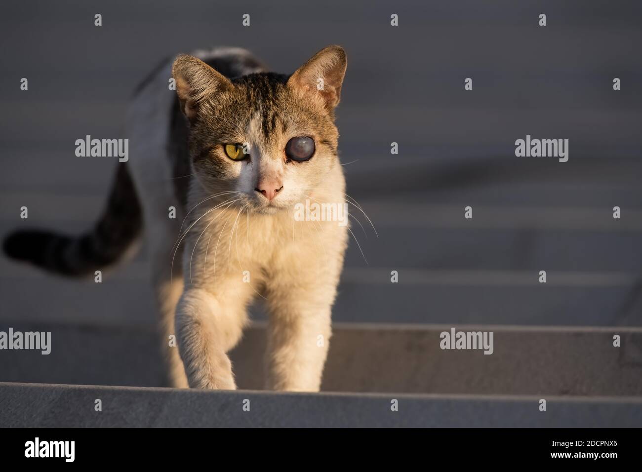 Un gatto di salvataggio in un Shelter animale con una protesi Occhio Foto Stock Un gatto di salvataggio in un Shelter animale con una protesi Occhio Foto Stock