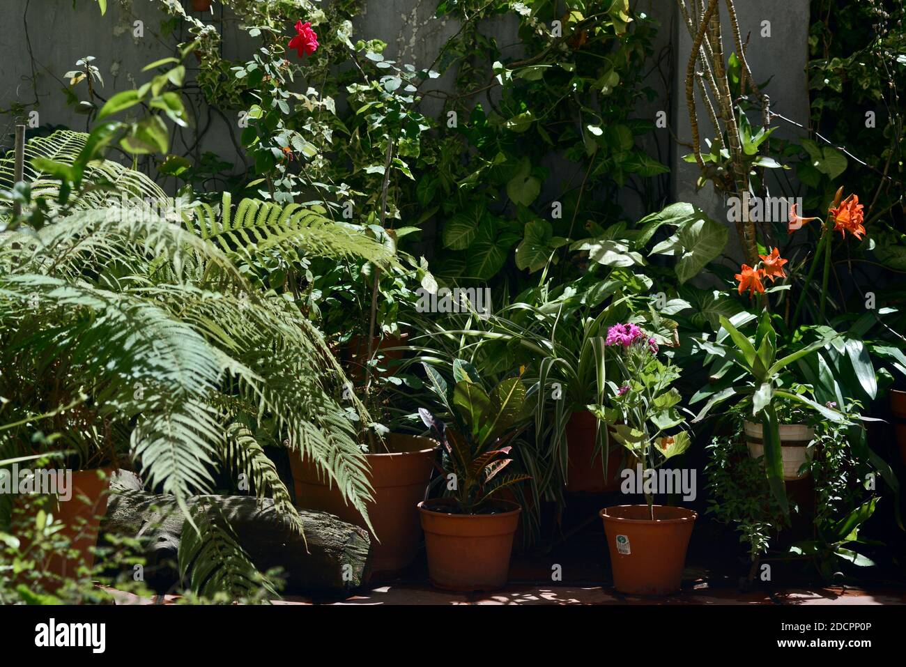 Casa giardino con geranio, lilla e rose Foto Stock