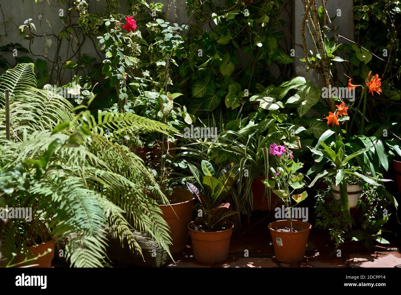 Casa giardino con geranio, lilla e rose Foto Stock