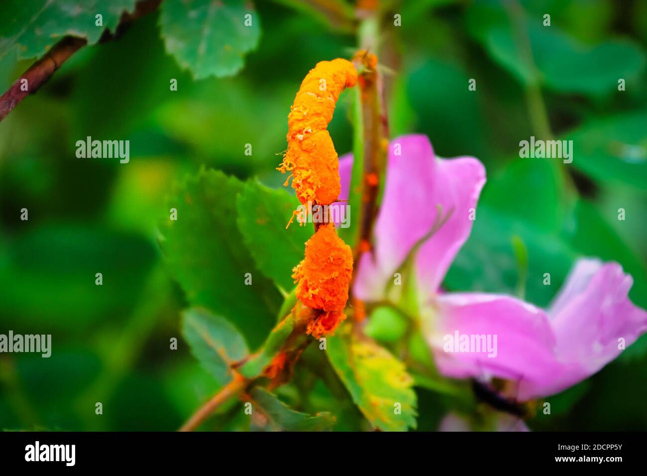 Primo piano di un ramo coperto di ruggine di rosa Foto Stock