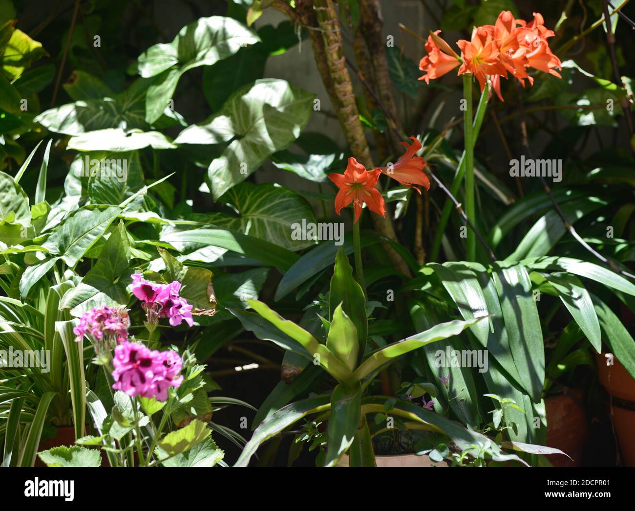 Casa giardino con geranio e lillies organge Foto Stock