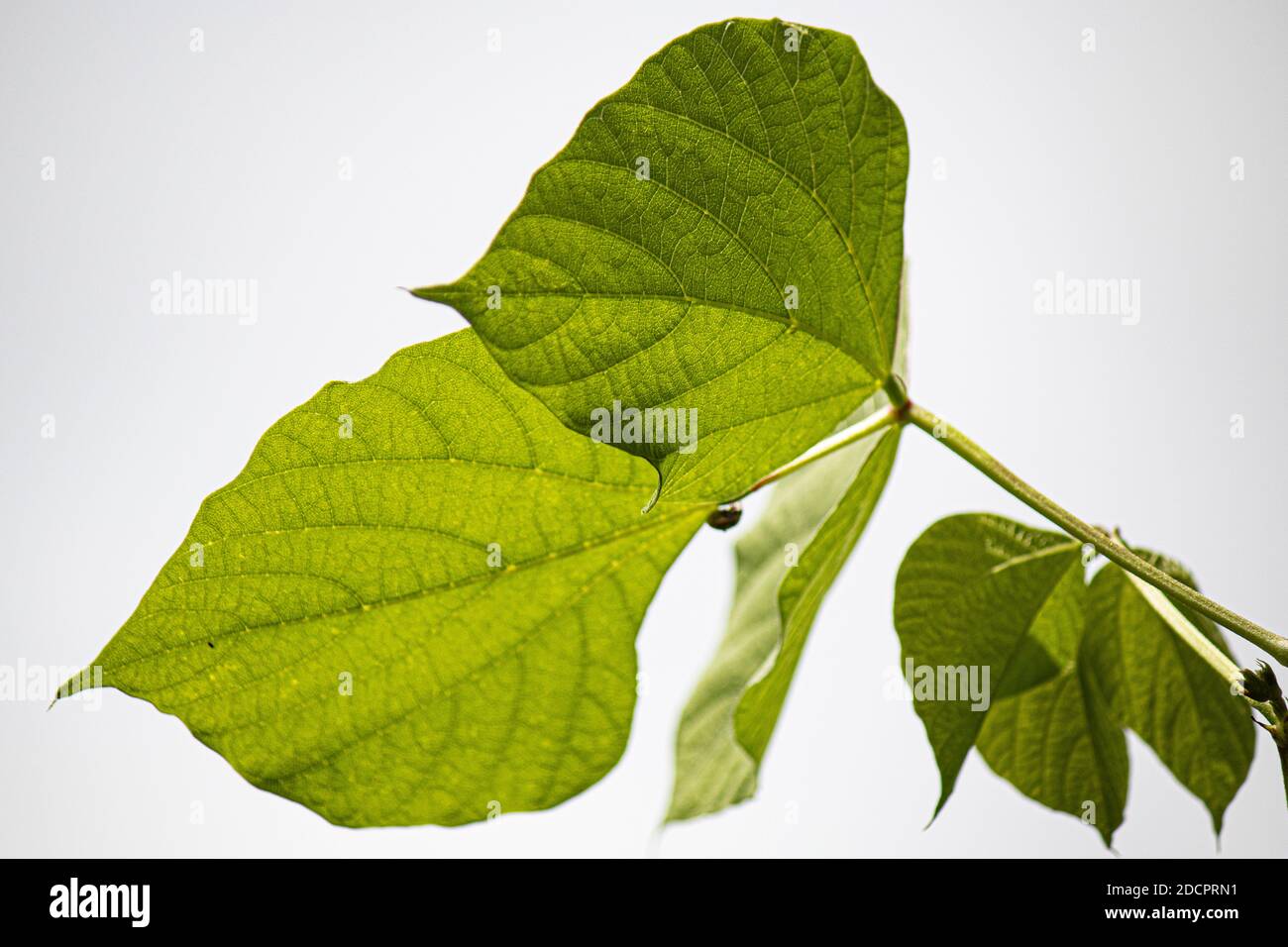 Foglie fresche e verdi tessitura e sfondo Foto Stock