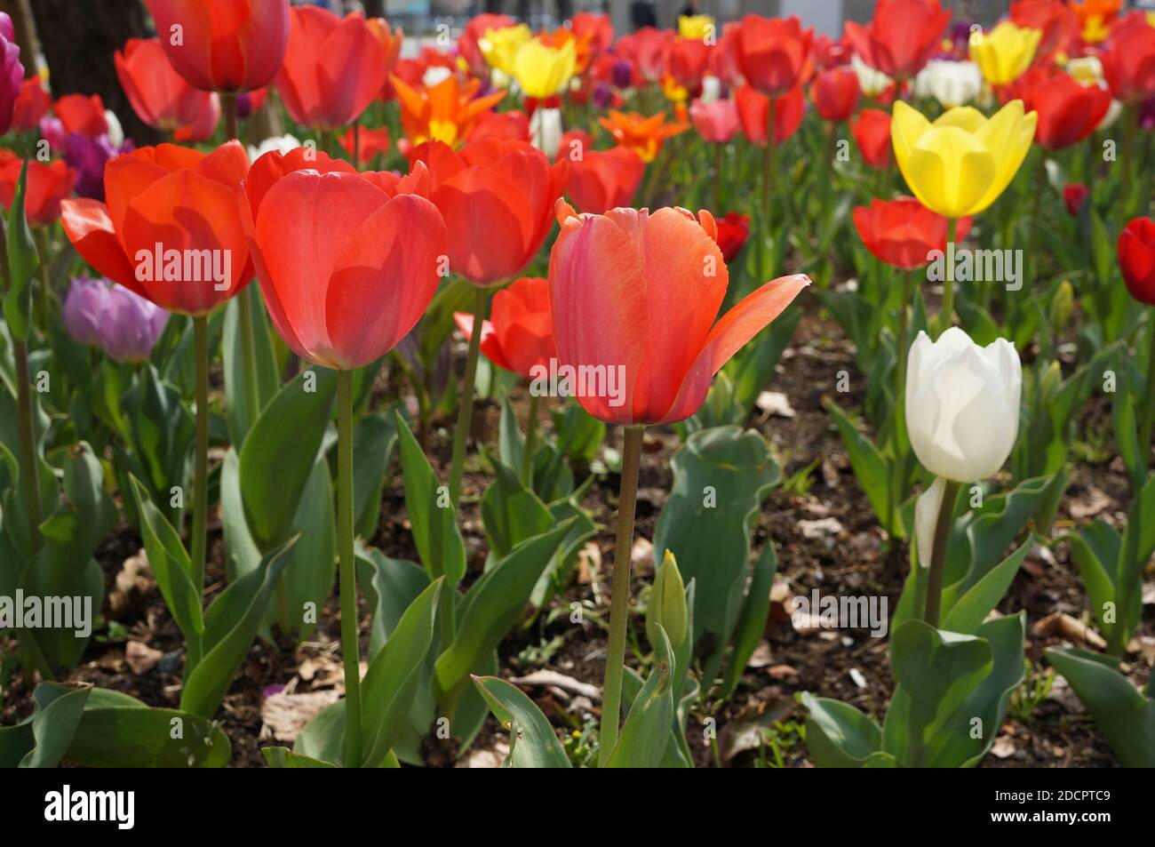 Tulipani colorati a Odaiba, Giappone. Foto Stock