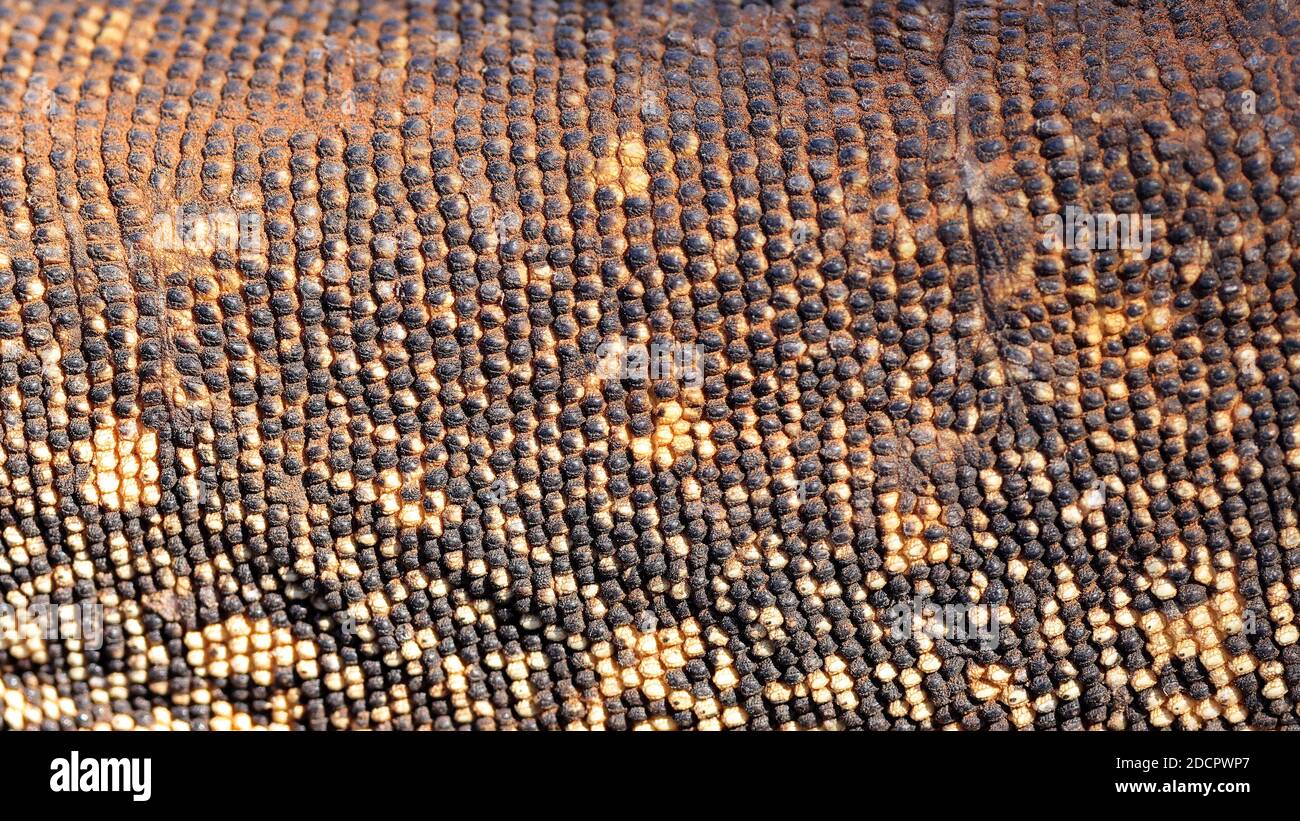 Primo piano fotografia delle scale di una sabbia australiana Goanna Foto Stock