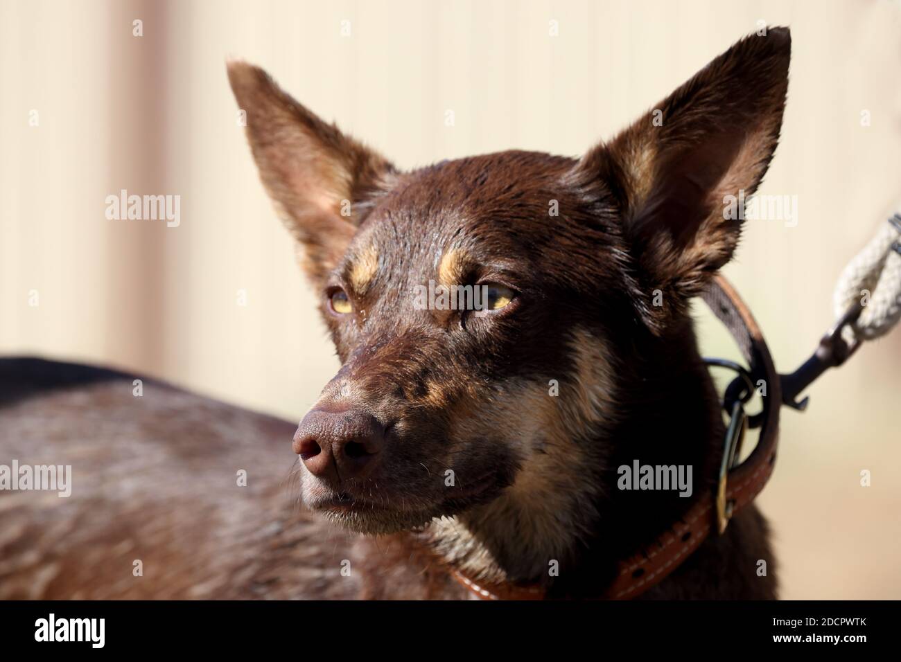 Kelpie australiano o cane di pecora Foto Stock