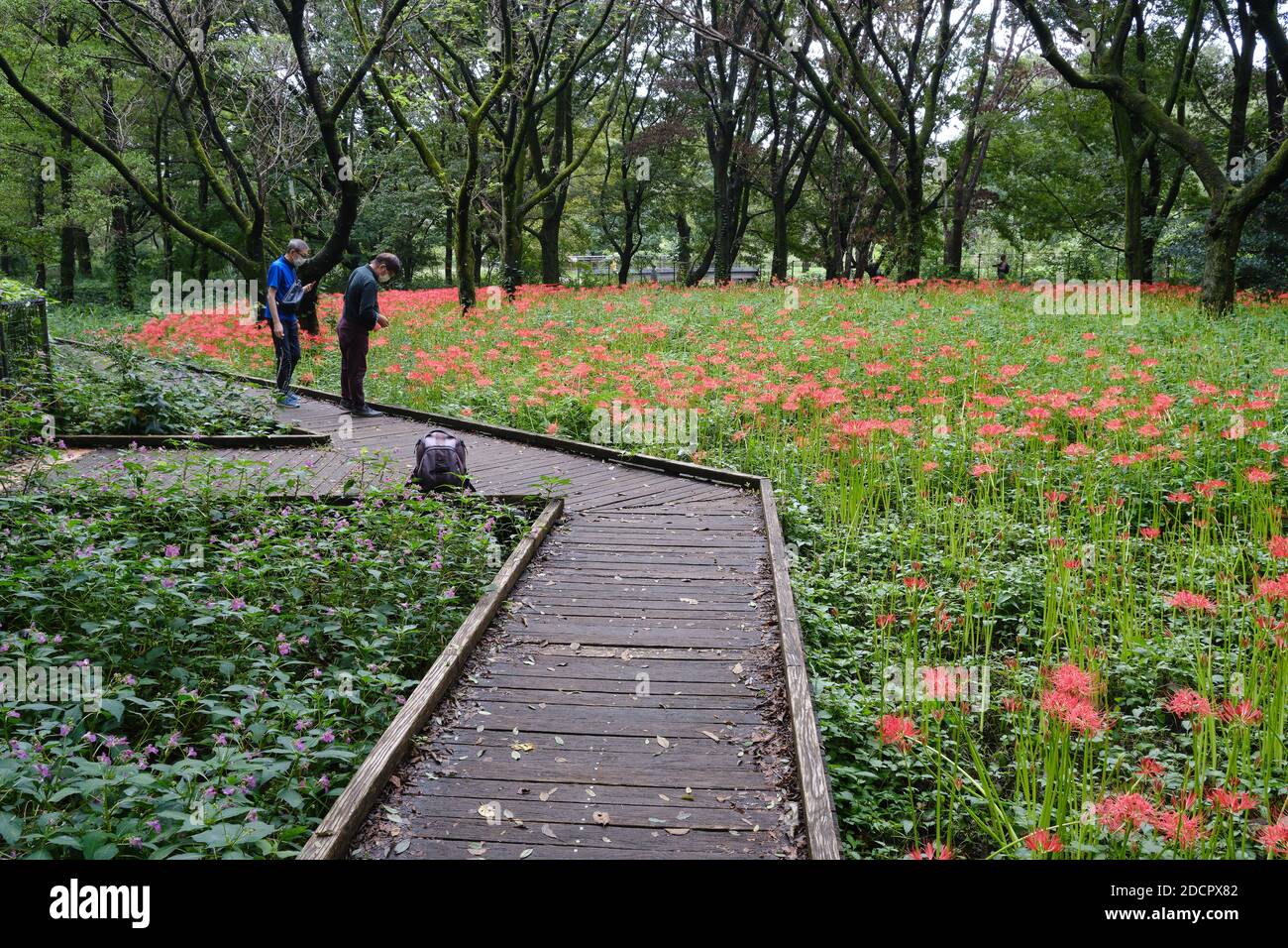 Gigli ragno (Lycoris radiata) che crescono in un parco a Tokyo, Giappone. Foto Stock