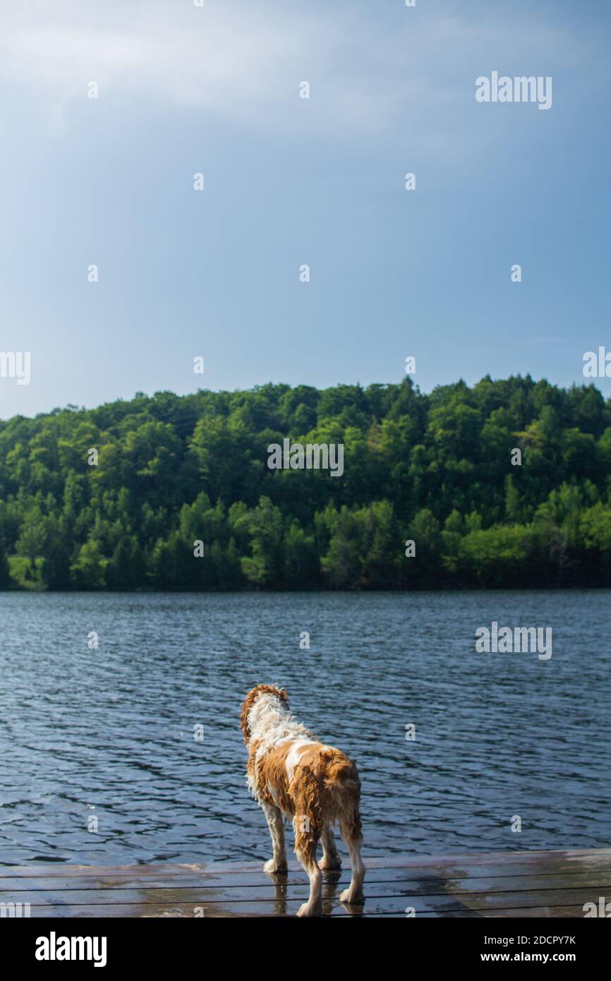 Cane sul molo presso il cottage in Ontario, Canada Foto Stock