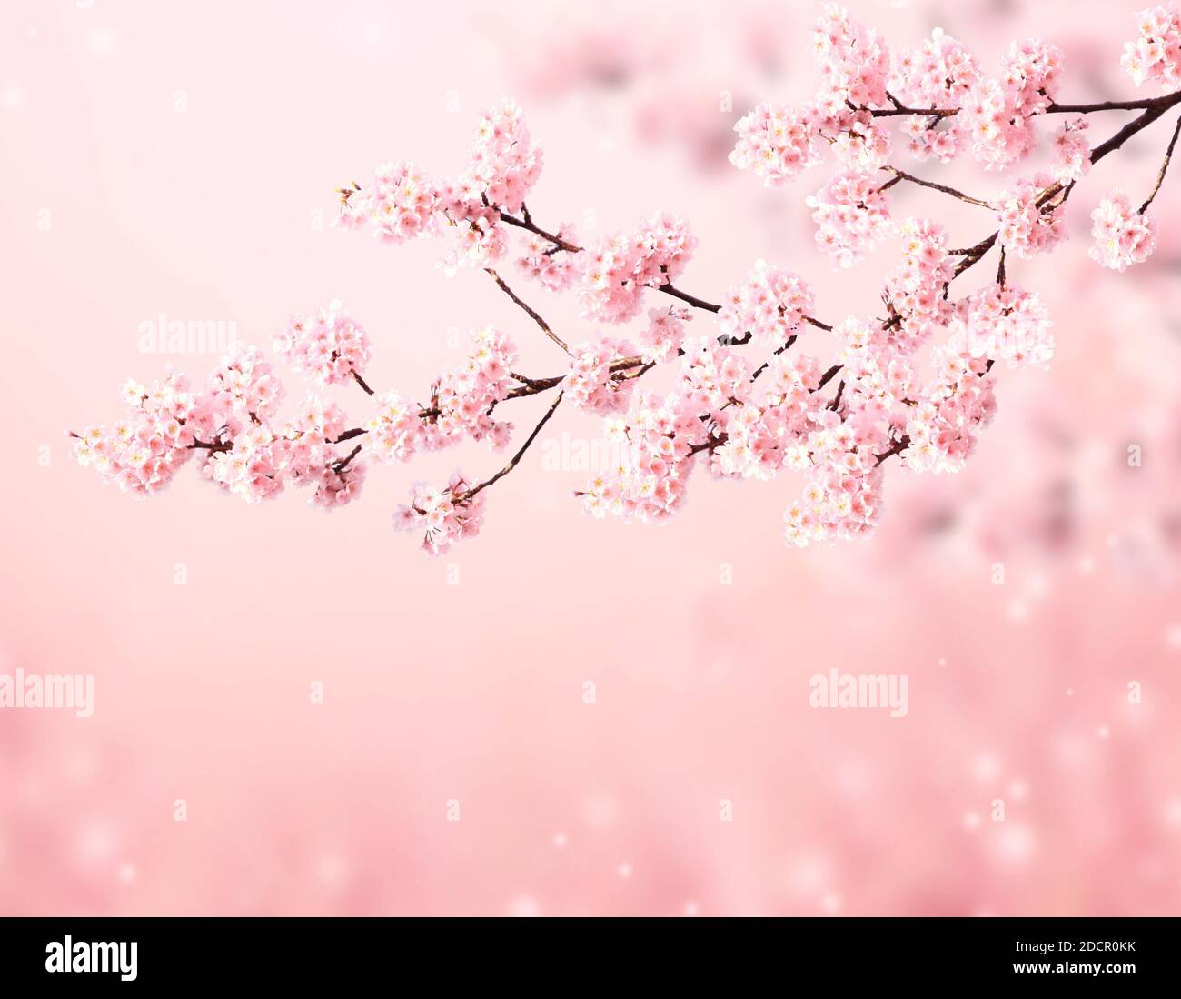 Magica scena con sakura fiori e farfalle. La bellissima natura primavera sfondo. Foto virati al colore rosa chiaro. Copia spazio per il testo Foto Stock