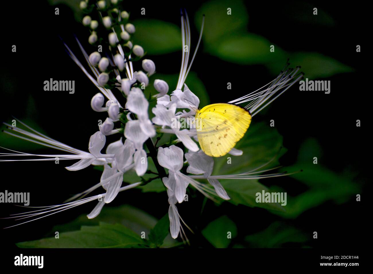 Le farfalle Lemon Migrant sono all'altezza del loro nome: Migrano verso l'alto e verso il basso lungo la costa orientale dell'Australia, alla ricerca di cibo e un compagno. Foto Stock