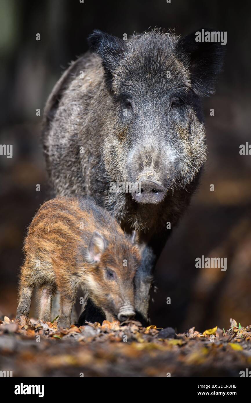 Carino suino sus scrofa famiglia in foresta scura. Madre cinghiale e bambino sullo sfondo ambiente naturale. Scena della fauna selvatica Foto Stock