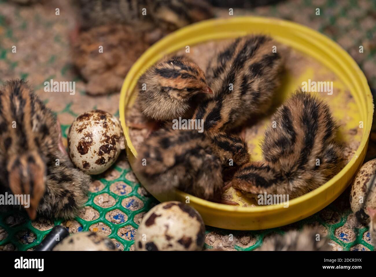 La quaglia del bambino nel nido è fuori dall'uovo. Foto Stock