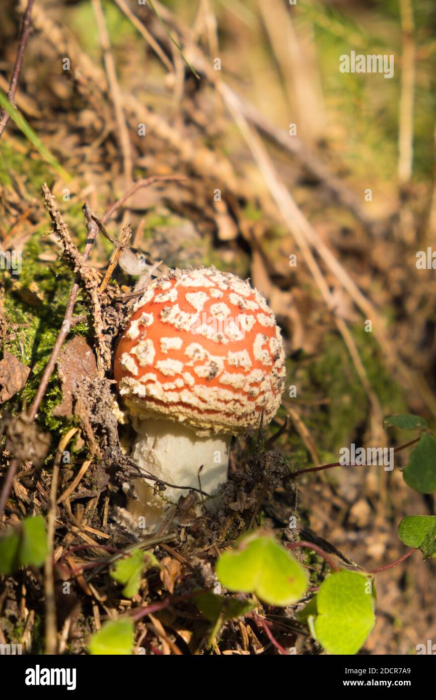 Fungo velenoso, sgabello o amanita mosca Foto Stock