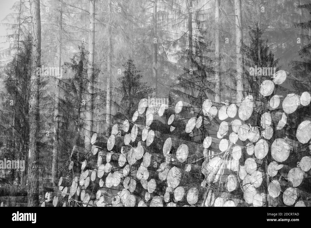 Alberi di pino morti a causa della siccità, barbabietole e tempeste, Teutoburg Forest, Germania Foto Stock