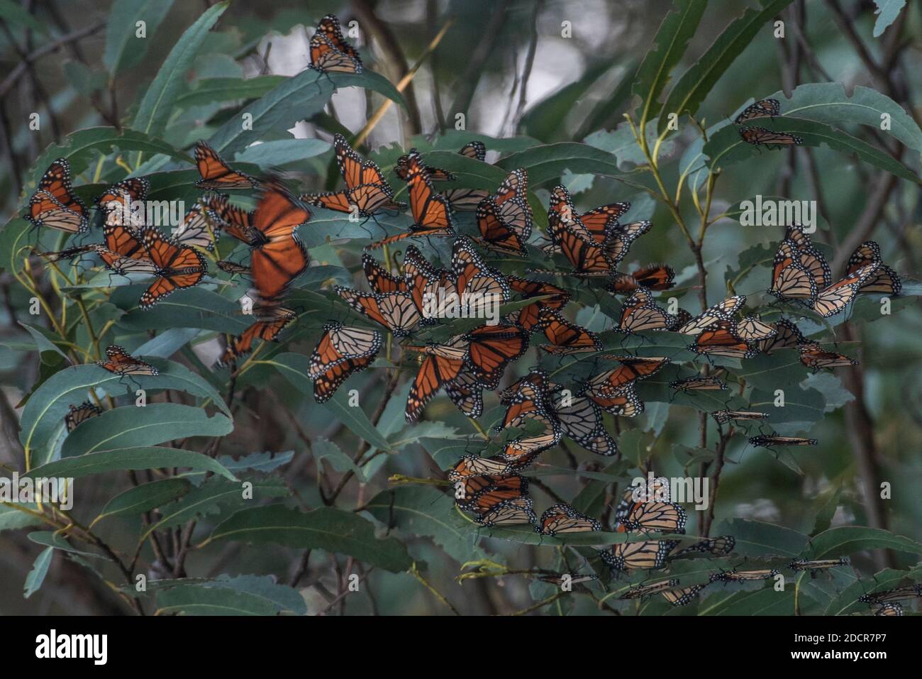 Farfalle monarca (Danaus plexippus) nel mese di novembre presso il parco statale Natural Bridges di Santa Cruz, California. Foto Stock