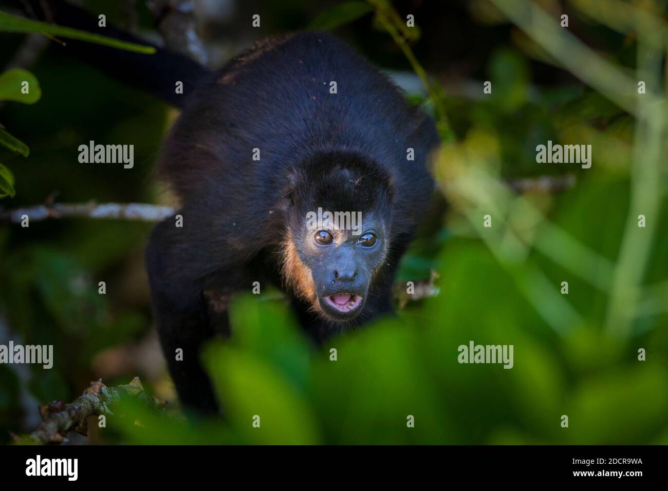 Panama fauna selvatica con una scimmia urlata, Alouatta palliata, all'interno della foresta pluviale del parco nazionale di Soberania, provincia di Colon, Repubblica di Panama. Foto Stock